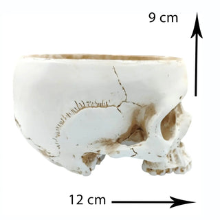 Skull model with measurements indicated on a white background