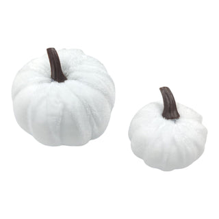 Two white pumpkins with brown stems on a white background